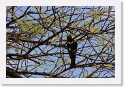 03LakeManyara - 67 * Fork-tailed Drongo.